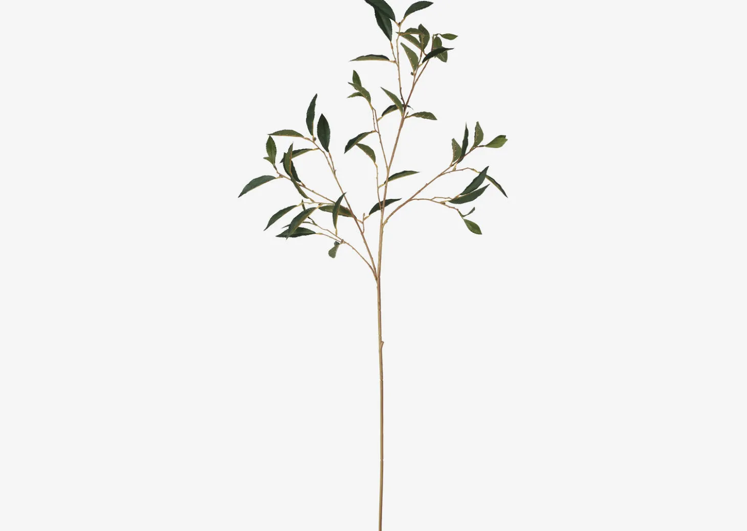 Abrell Vase & Elena Laurel Spray Branches