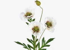 Amity Poppy Stem