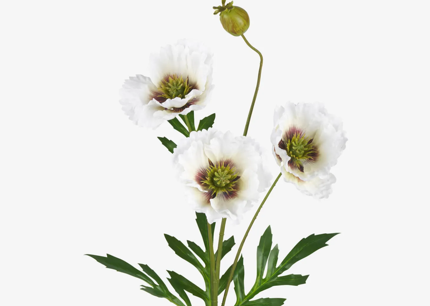 Amity Poppy Stem