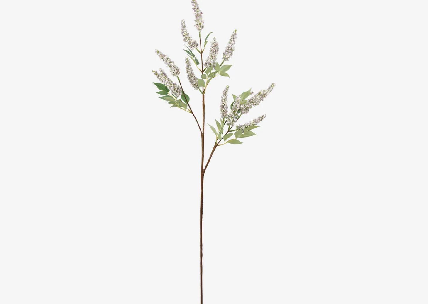 Angie Lilac Stem