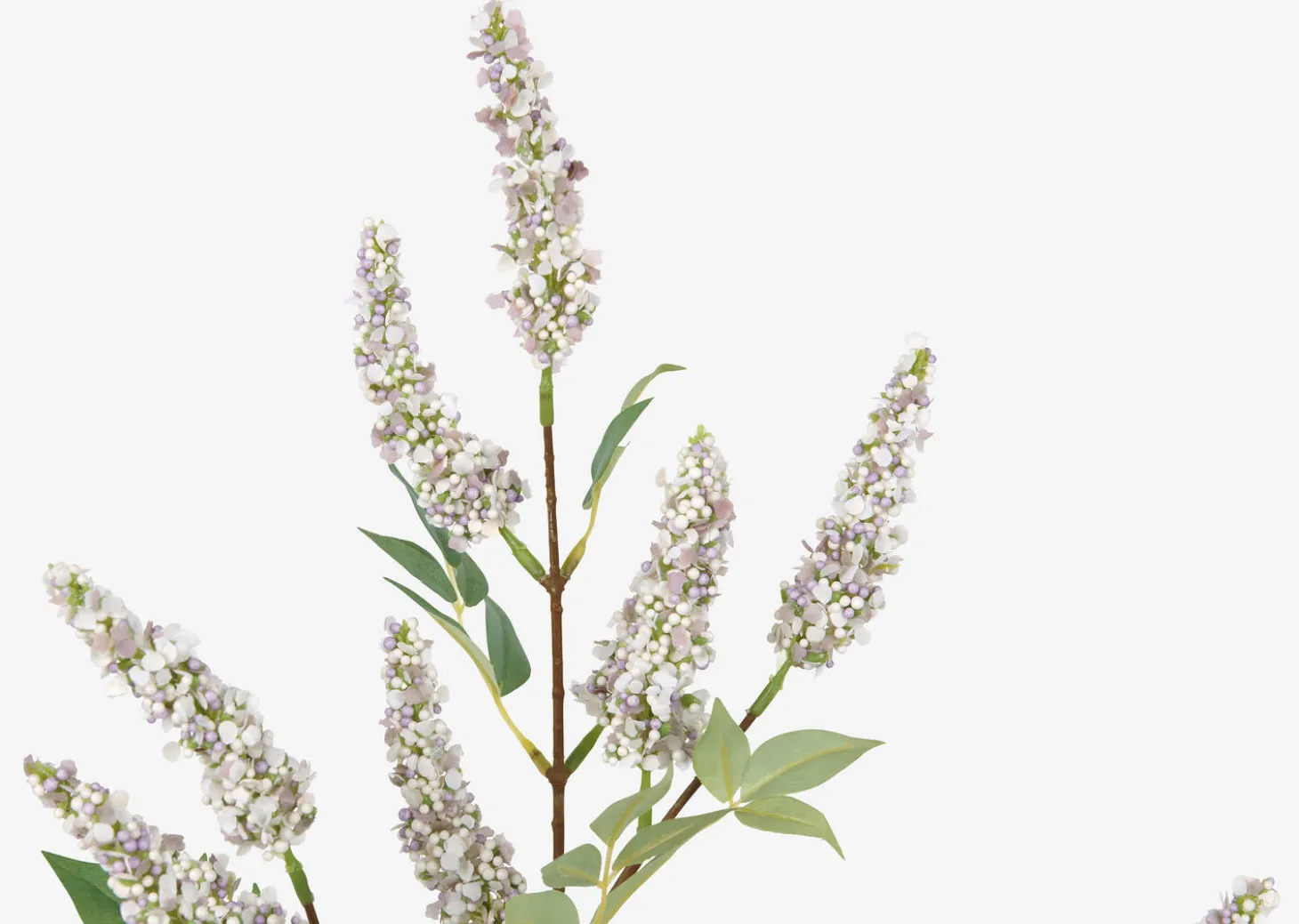 Angie Lilac Stem