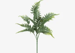 Australia Fern Branch