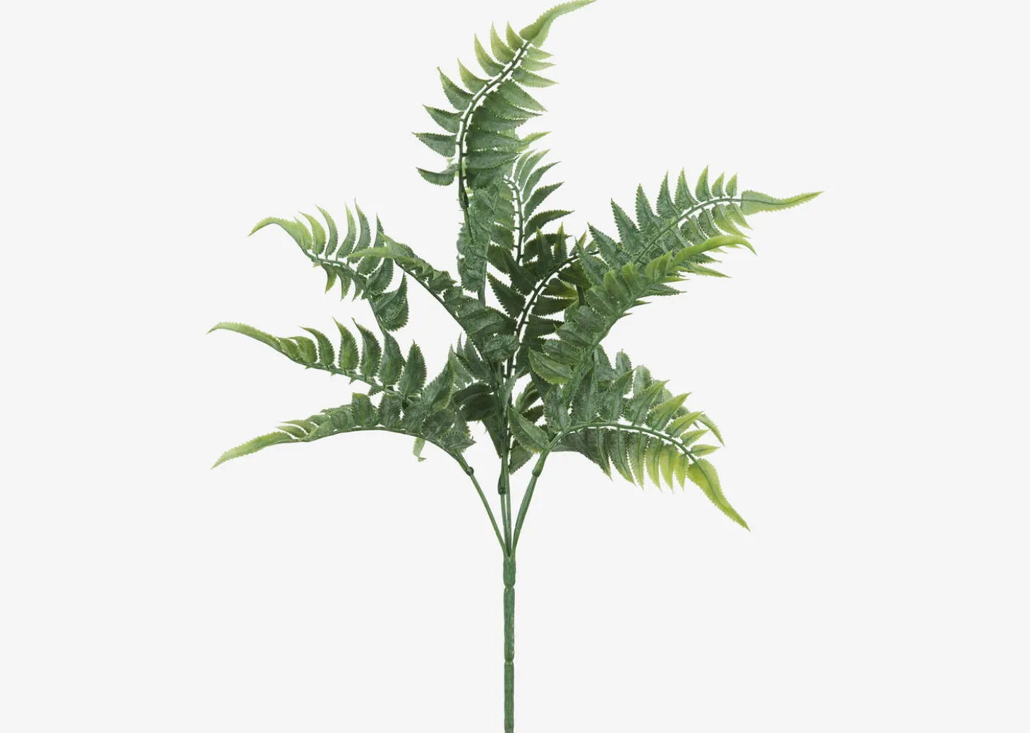 Australia Fern Branch