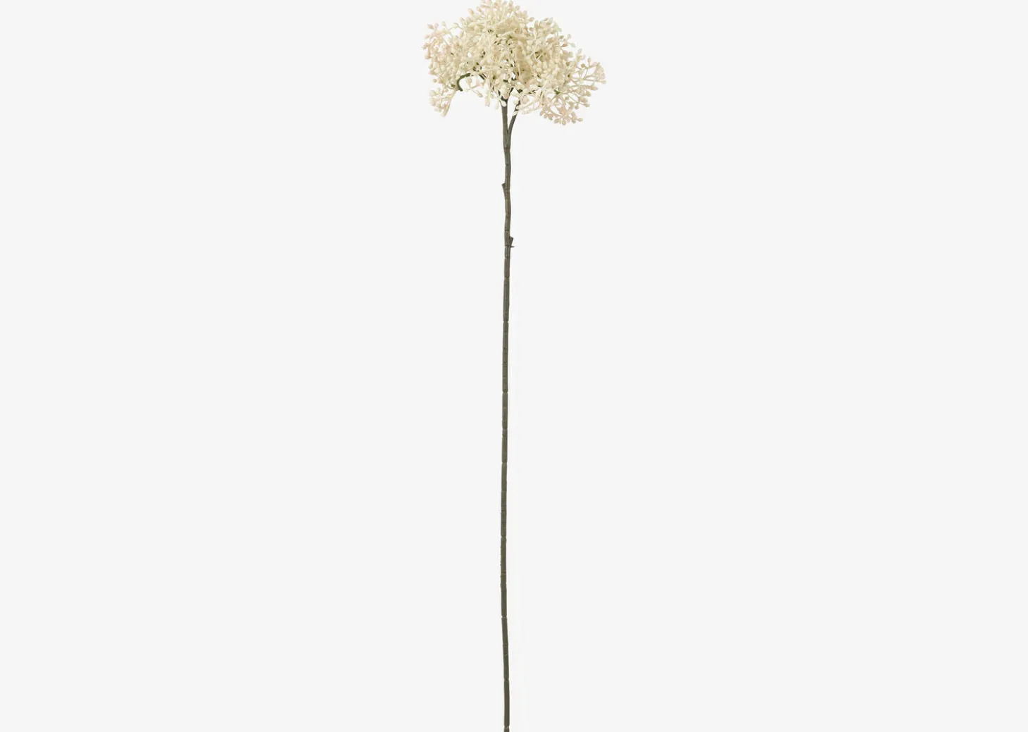 Beare Elderberry Stem