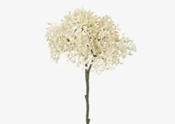 Beare Elderberry Stem