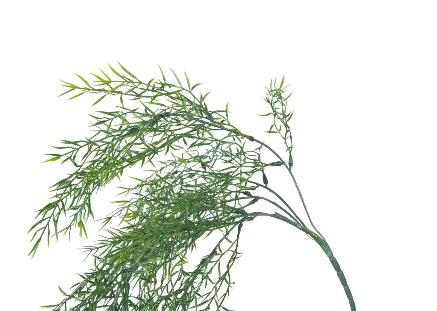 Bray Snapdragon Branch