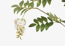 Byer Wisteria Branch