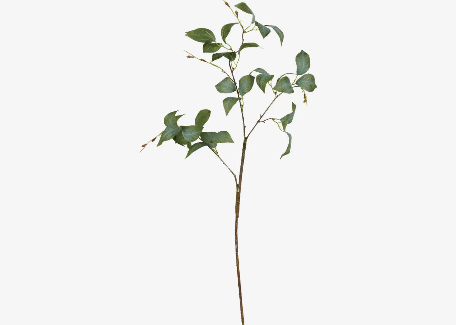 Camellia Leaf Branch