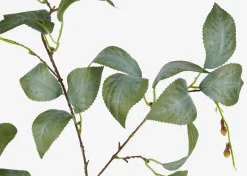 Camellia Leaf Branch