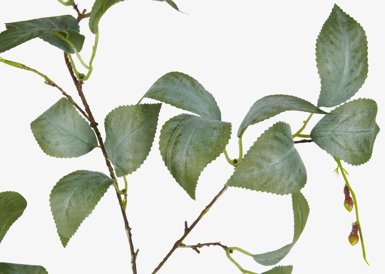 Camellia Leaf Branch