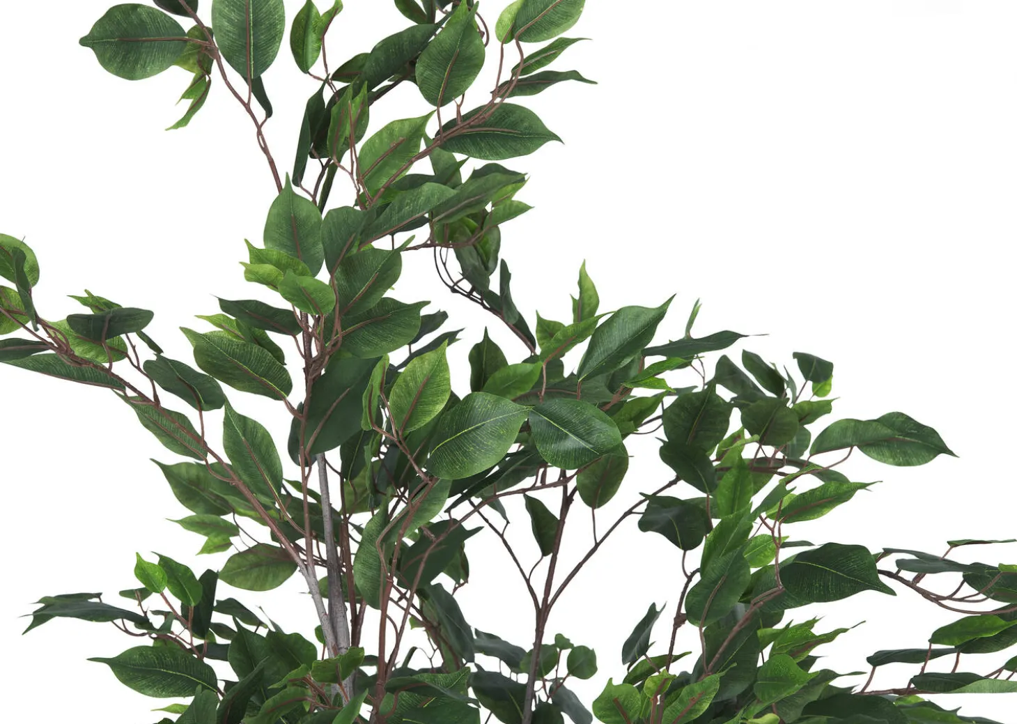 Claude Ficus Tree Potted