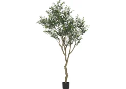Cyprus Olive Tree Potted 7ft