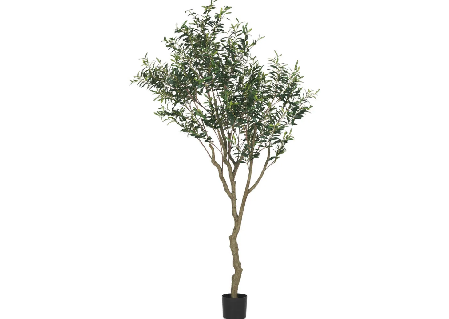 Cyprus Olive Tree Potted 7ft