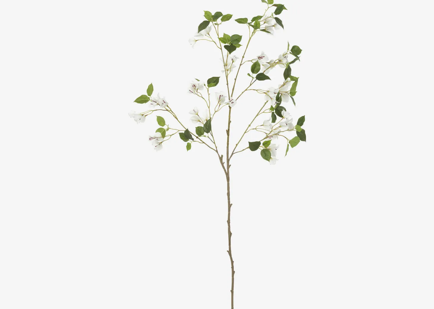 Desi Bougainvillea Branch