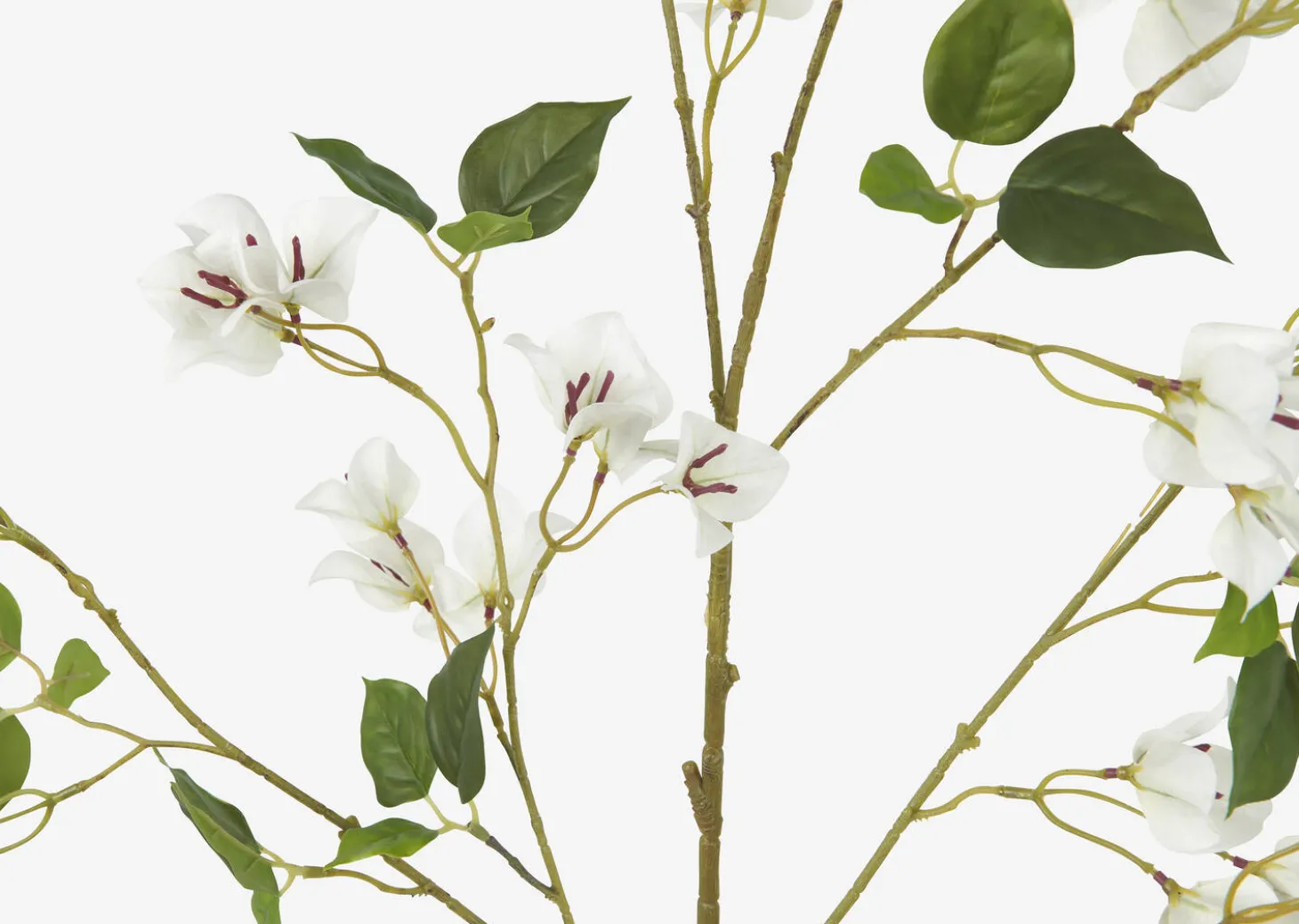 Desi Bougainvillea Branch