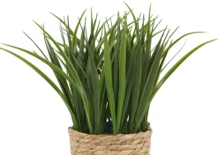 Edyn Grass Potted