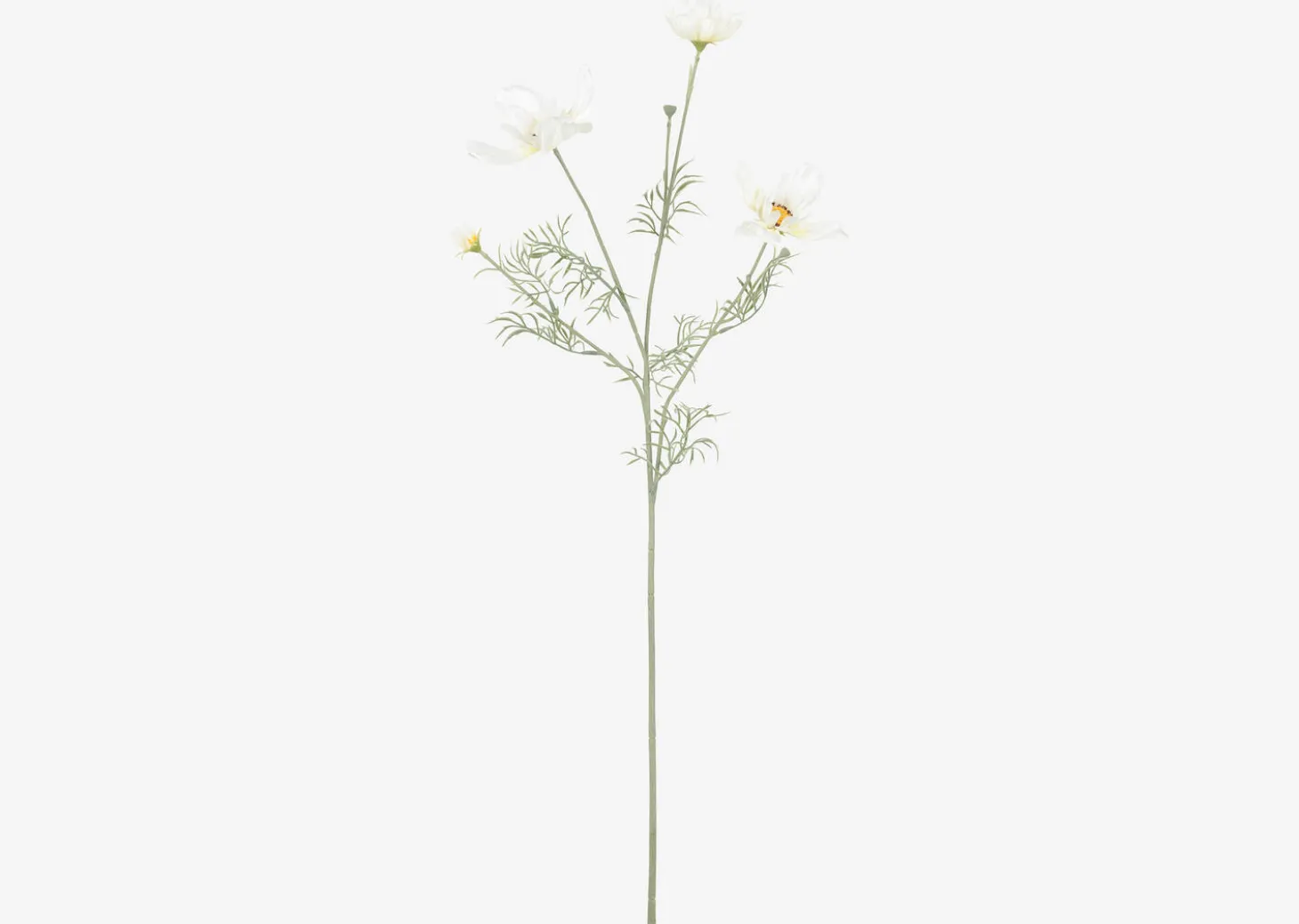 Elana Anemone Stem