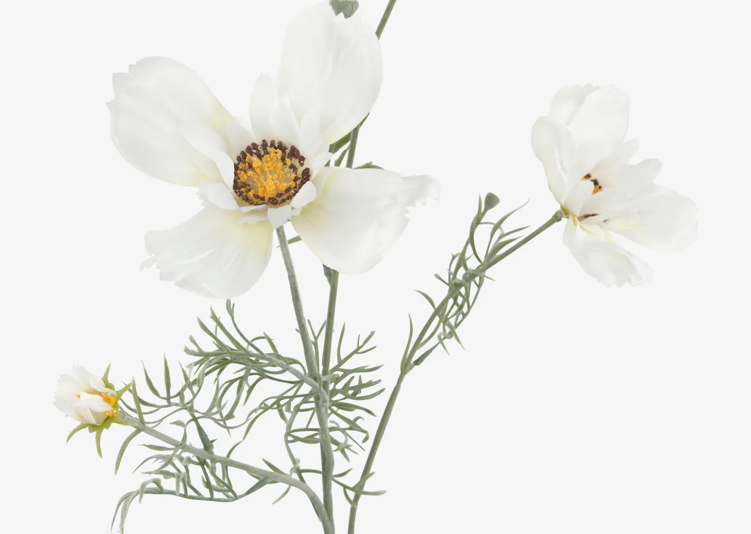 Elana Anemone Stem