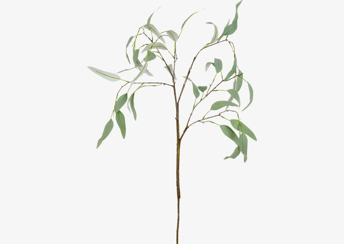 Eucalyptus Caesia Branch