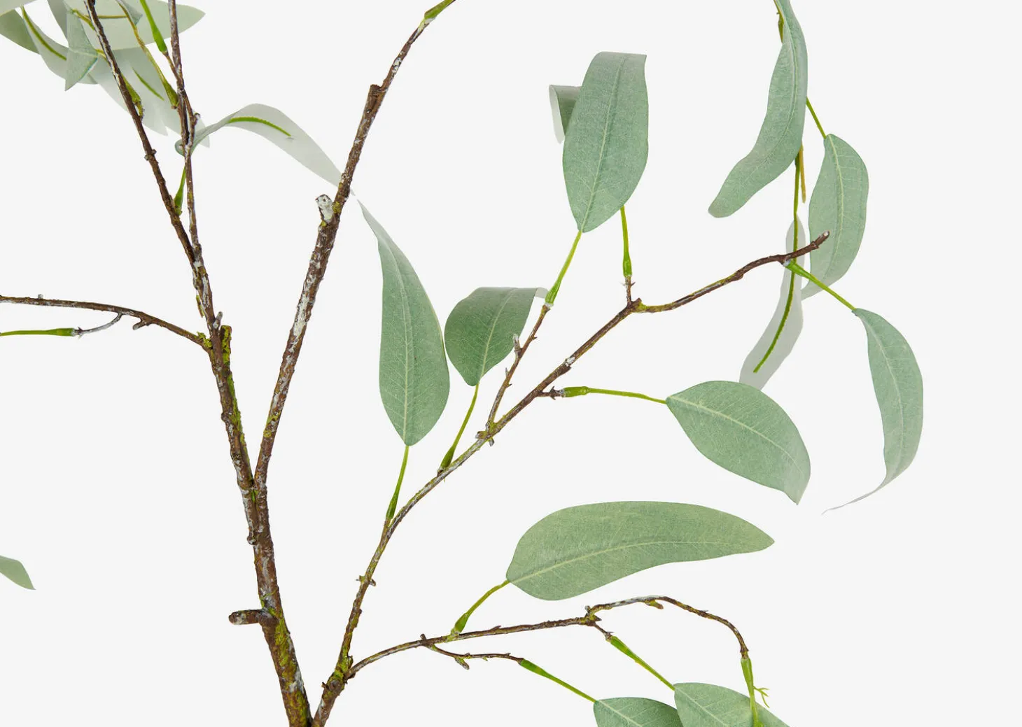 Eucalyptus Caesia Branch