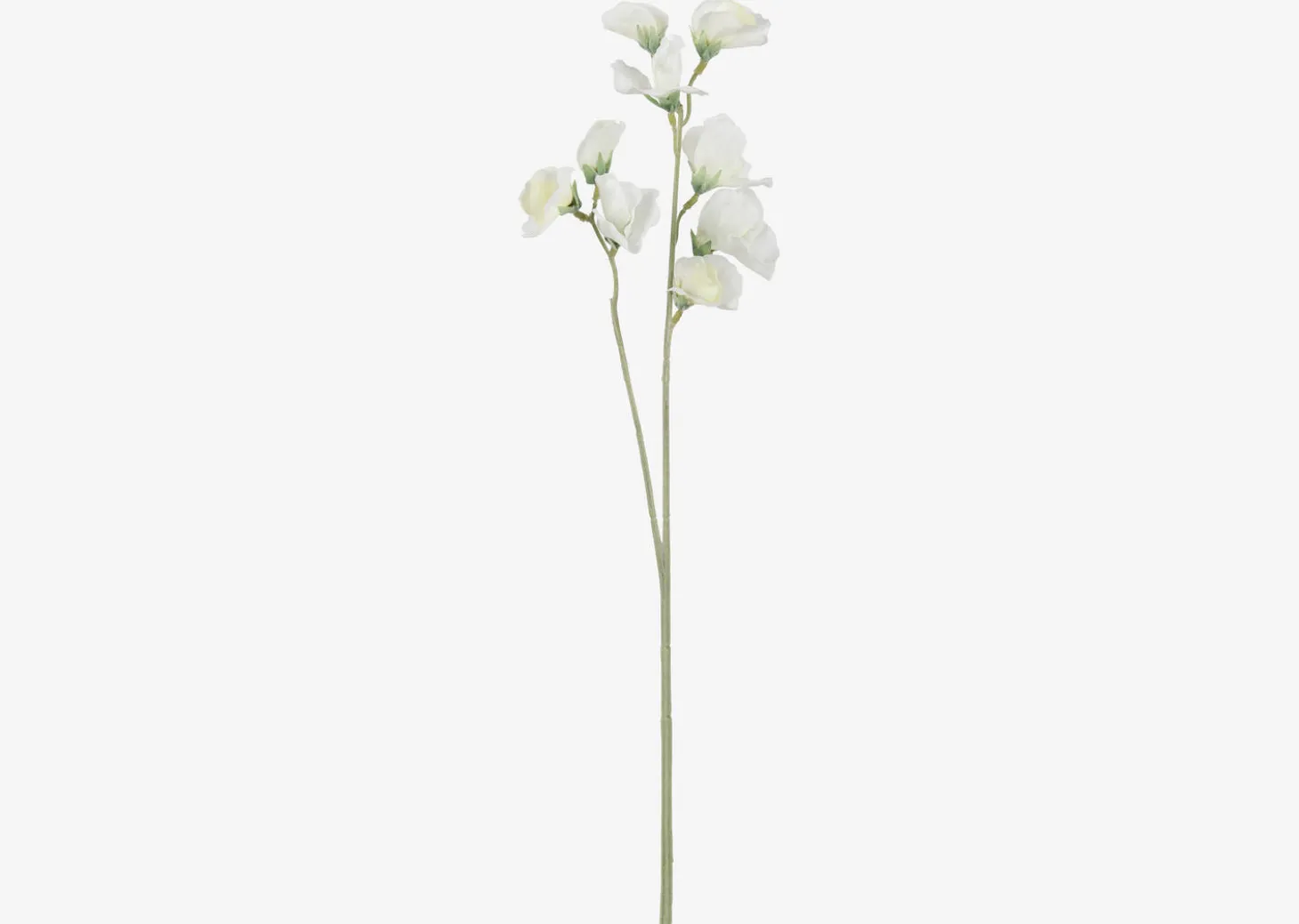 Fiori Sweet Pea Stem
