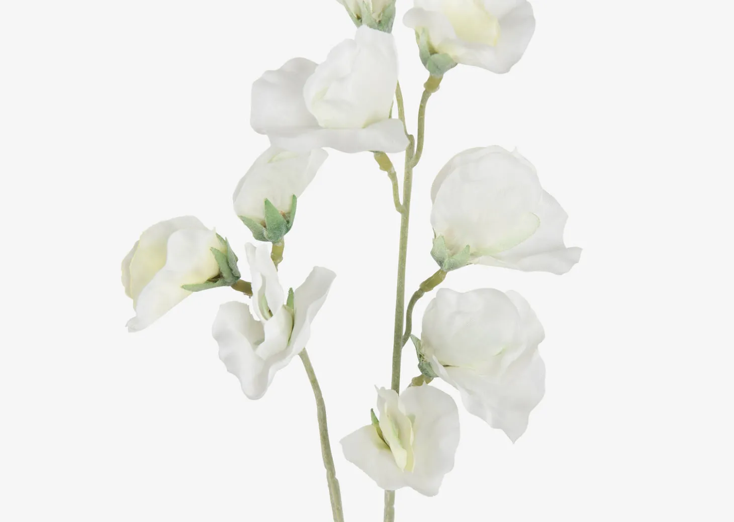 Fiori Sweet Pea Stem