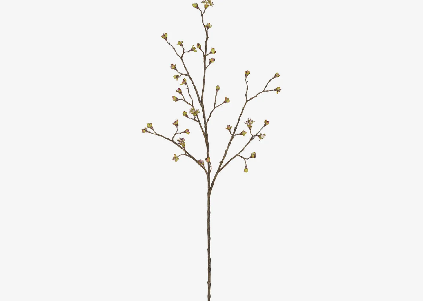 Gail Prunus Branch