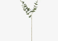 Gibb Eucalyptus Stem