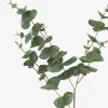 Gibb Eucalyptus Stem