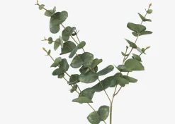 Gibb Eucalyptus Stem
