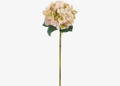 Gretel Hydrangea Stem