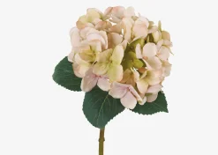 Gretel Hydrangea Stem