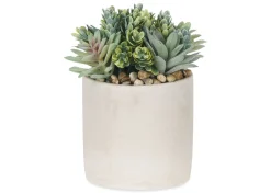 Hailey Succulants Potted
