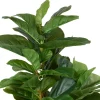 Joe Fiddle Tree Potted