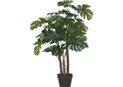 Lagos Monstera Tree Potted