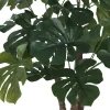 Lagos Monstera Tree Potted