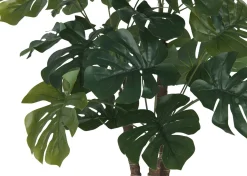 Lagos Monstera Tree Potted