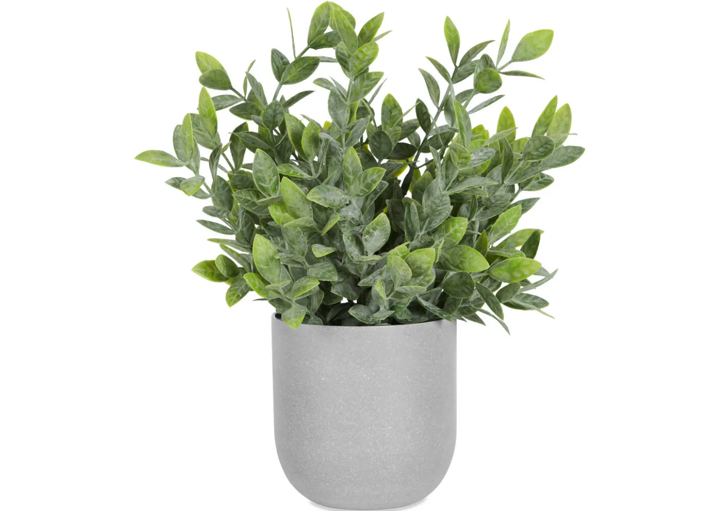 Lidia Jasmine Plant Potted
