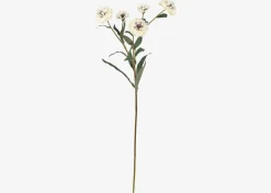 Lindy Cornflower