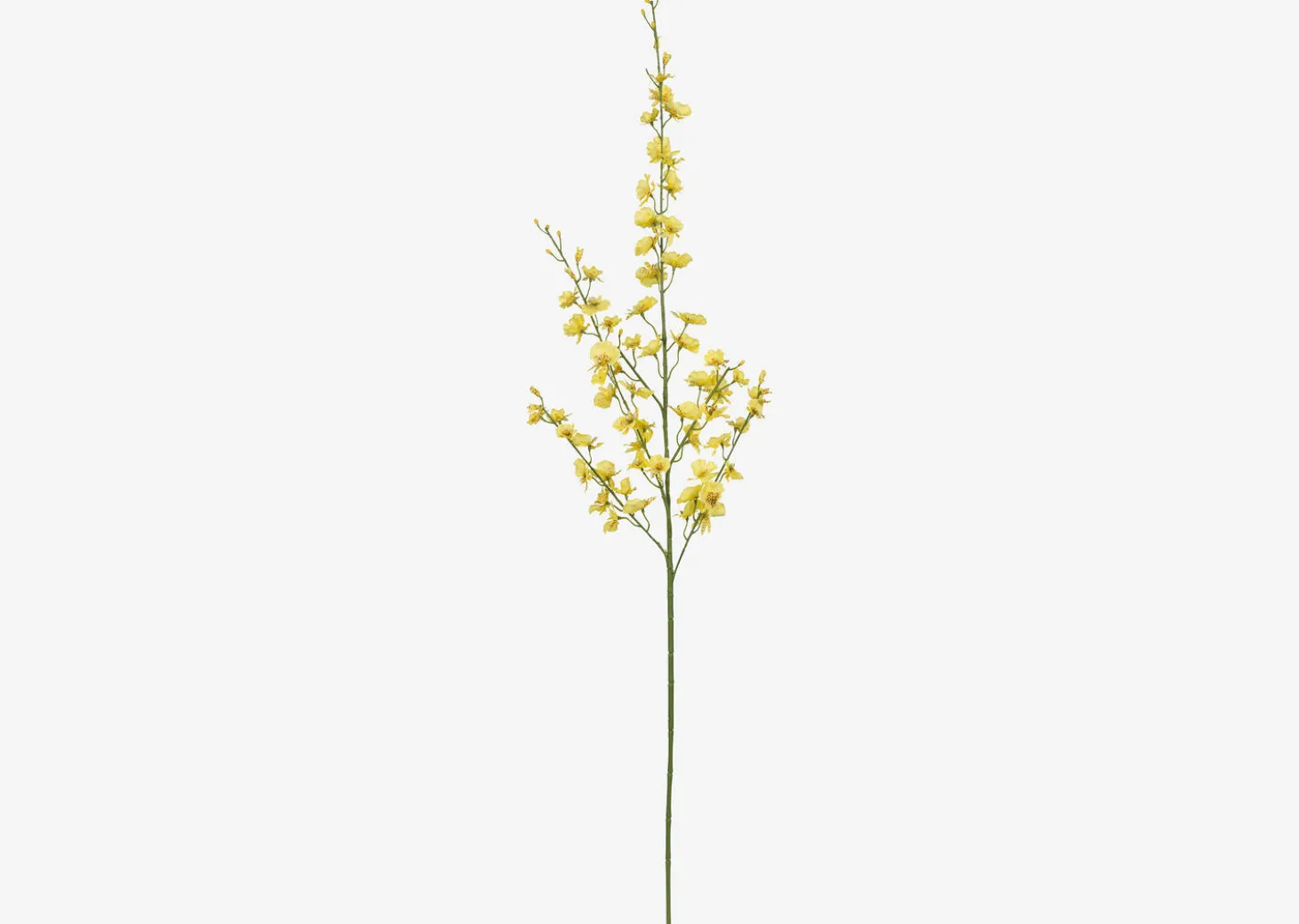 Liza Dancing Orchid Branch