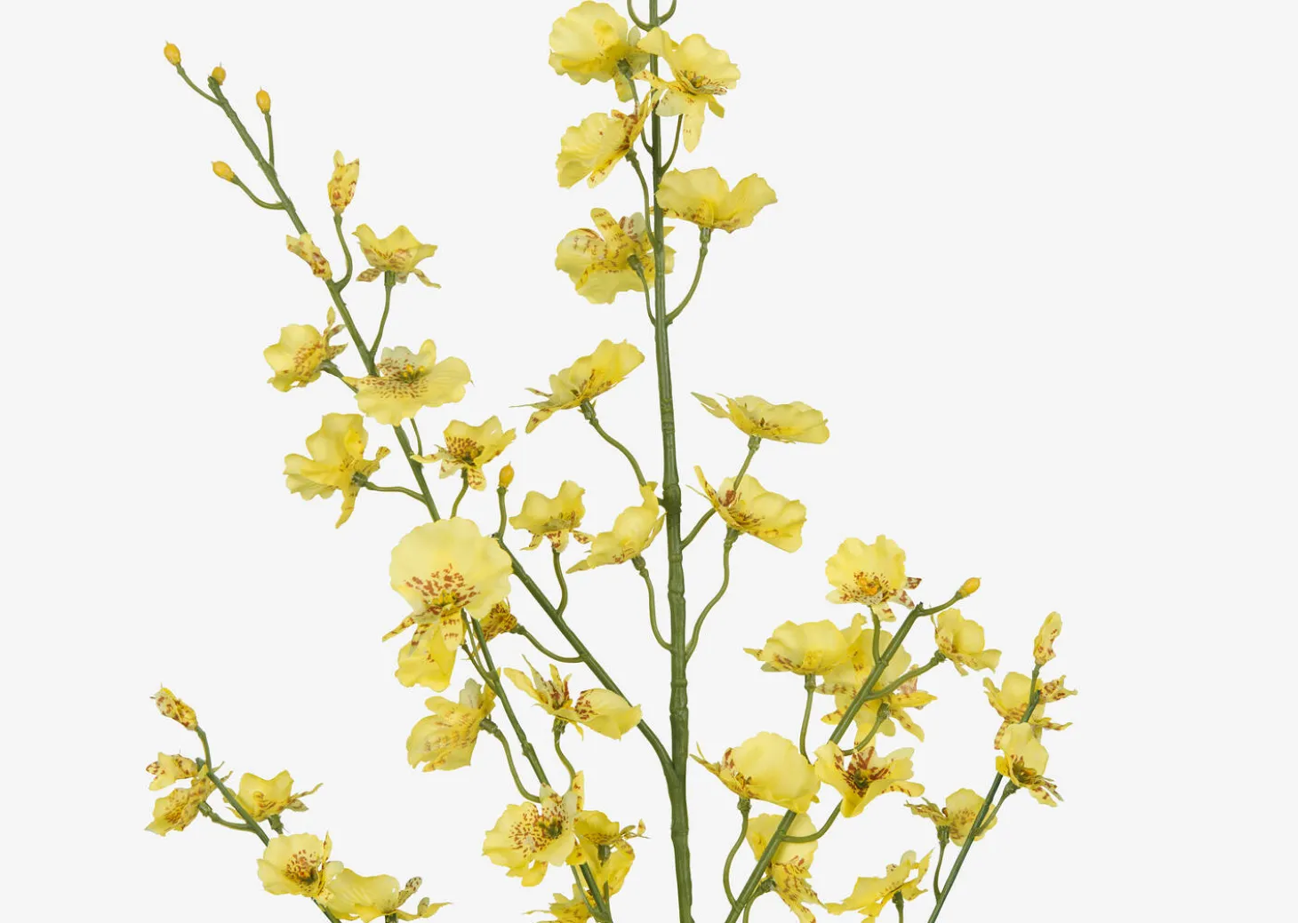 Liza Dancing Orchid Branch