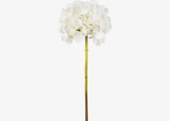 Lydia Hydrangea Stem