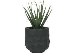 Ollie Planter