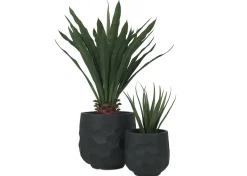 Ollie Planter