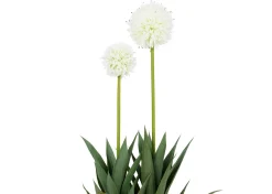Pom Pom Mum Plant Potted