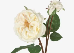 Talia Rose Branch