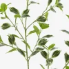 Tegan Variegated Ficus Branch