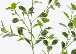 Tegan Variegated Ficus Branch
