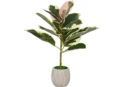 Tineke Ficus Plant Potted