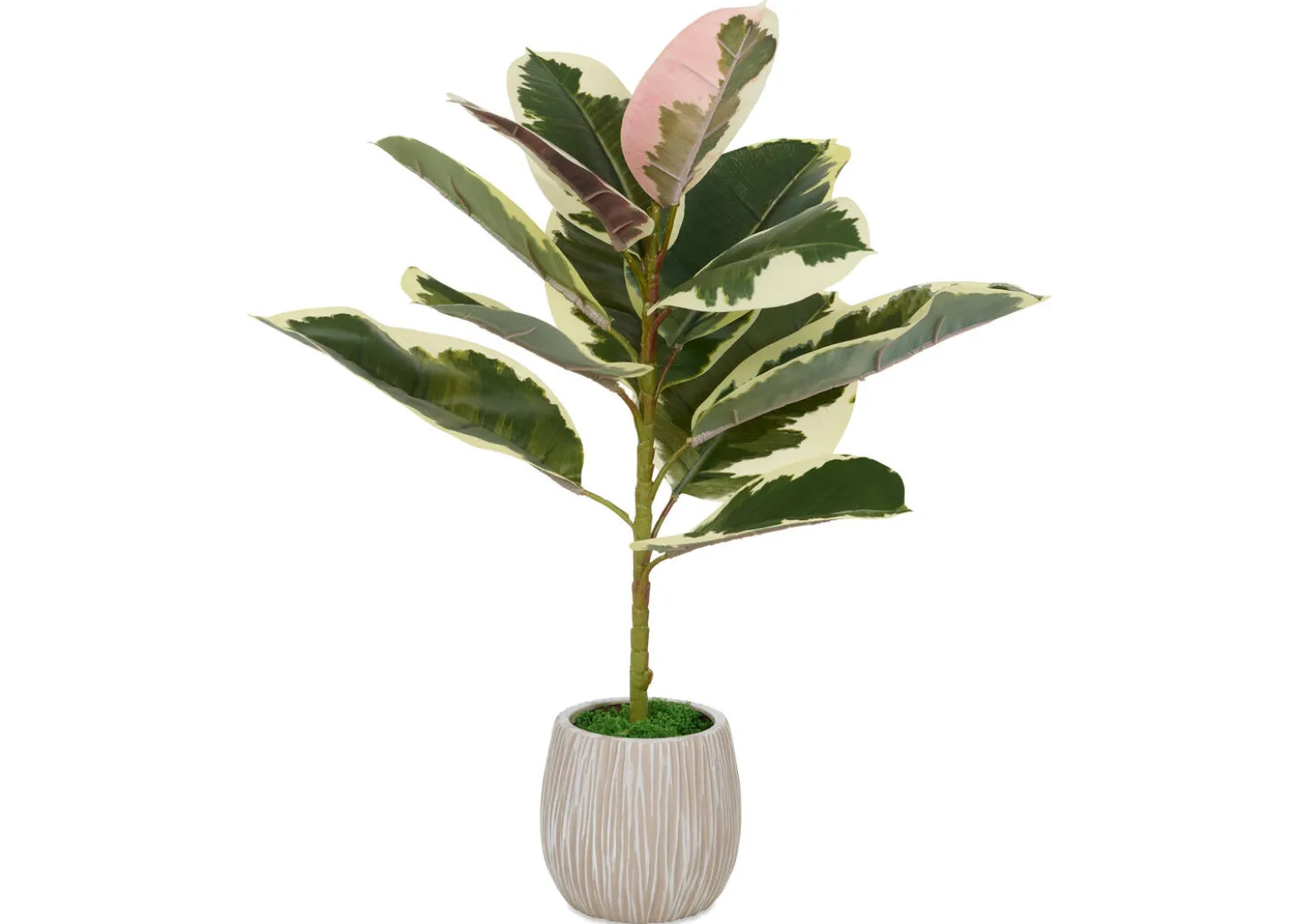 Tineke Ficus Plant Potted